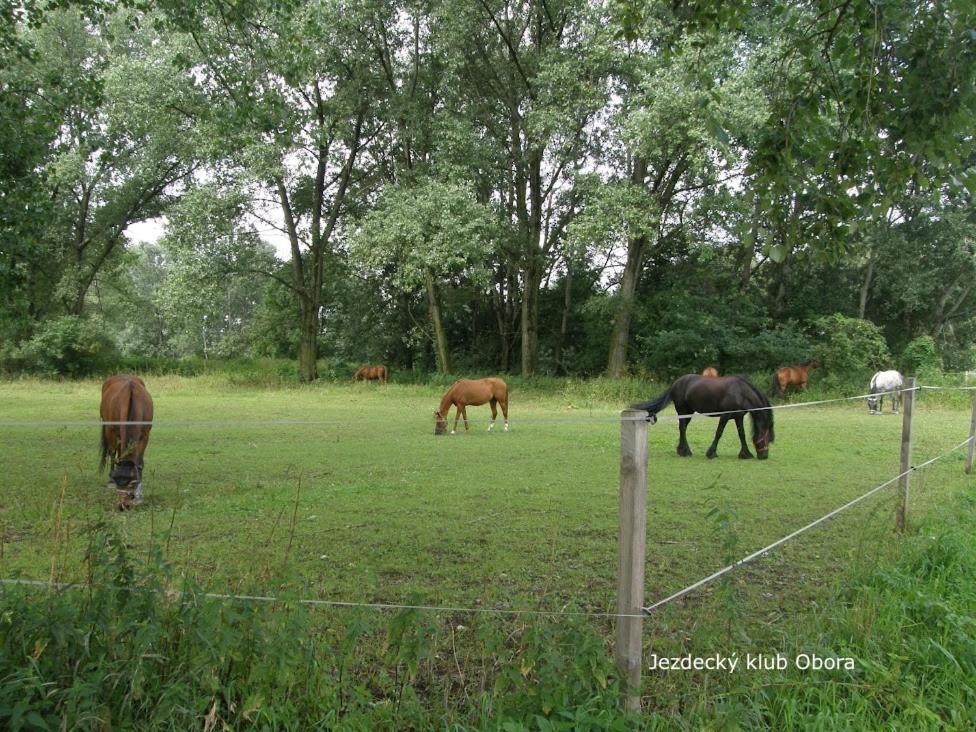 Homestay Poděbrady Buitenkant foto